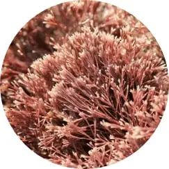 eternelle ingredienti naturali