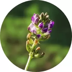 eternelle ingredienti